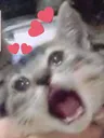 cat_loves_u cat_loves_u