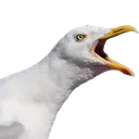screamseagull