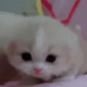 CuteCat