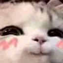 Blushycat blushycat Discord Emoji