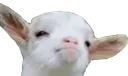 goat1