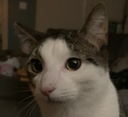 z_leo Discord emoji