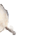 sealarrive Discord emoji