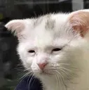 huskcat