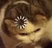 confusedcat