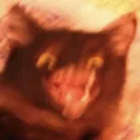 CatSuffering