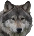 wolfy