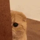 shycat