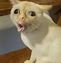 pog