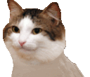 WL_partycatL Discord emoji