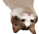 WL_partycatU Discord emoji