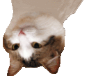 WL_partycatUL Discord emoji