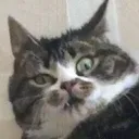 novaad