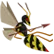Wasp Wasp