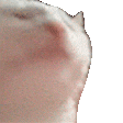 catcreepy