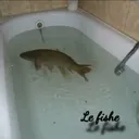 LEFISHE LEFISHE