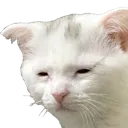 tiredkot