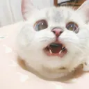 Catoh catoh Discord Emoji