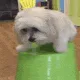 dogshake