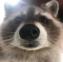 the_rac