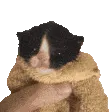 catgrab