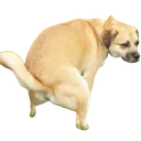 dog_poop