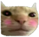 catblush Discord Emoji