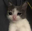 cat_plak cat_plak