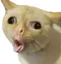 tongue_cat tongue_cat