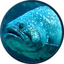 BoulderBass BoulderBass