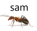 sam