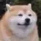 dogbruh dogbruh