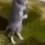 halal