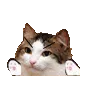 bongoAhri
