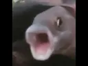 pogfish1 Discord Emoji