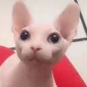 binguspeer binguspeer