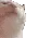 catjam