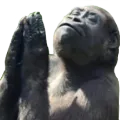 gorillaBless