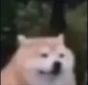 perroturbio