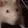 ratjam