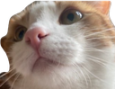Ginger Discord emoji