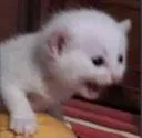 catlaughidk