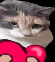 wholesomekitti