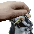 goatpet
