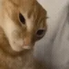 bingbong