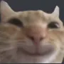 catsmile