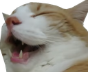 catlaugh Discord emoji