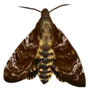 ce_deathmoth