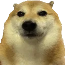 staredawg