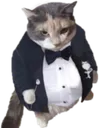 fancycat